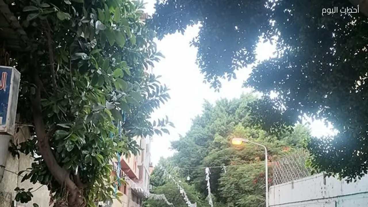 سكان شارع حسن والي بالدقي يناشدون محافظ الجيزة للتدخل العاجل بشأن الأشجار المهملة