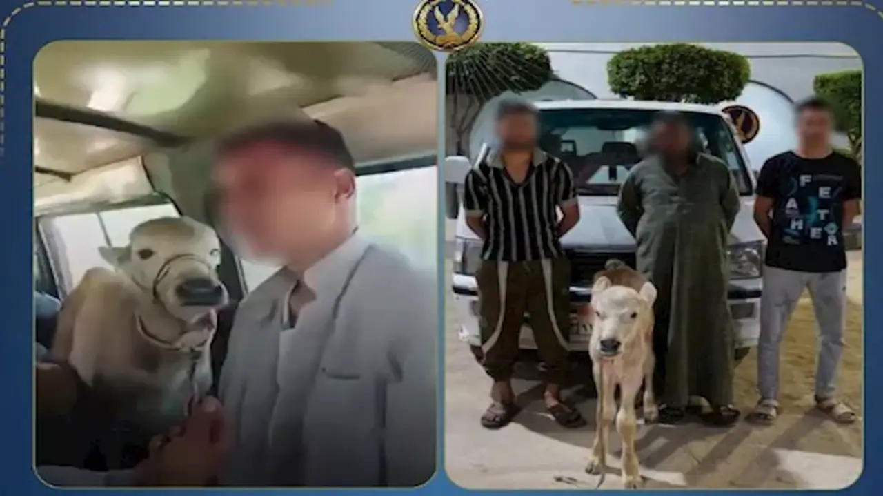 شاب يحمل جاموسة صغيرة داخل ميكروباص.. تحرك عاجل من وزارة الداخلية | فيديو