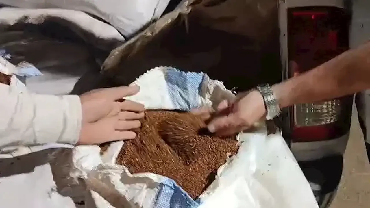 ضبط مصنع لتصنيع المخصبات يغش اليوريا المدعمة وسيارة محملة بن مغشوش في الفيوم – صور