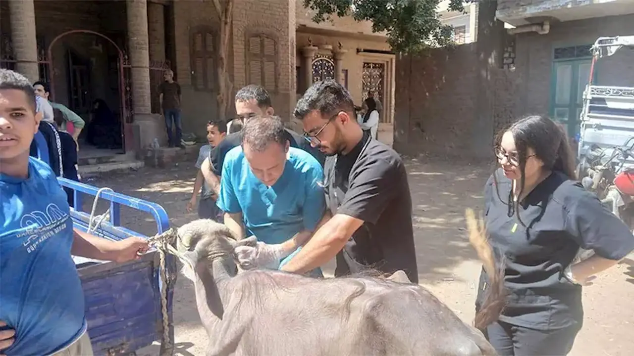 قافلة بيطرية تعالج 2800 رأس ماشية ودواجن في قرية المشايعة بأسيوط – صور