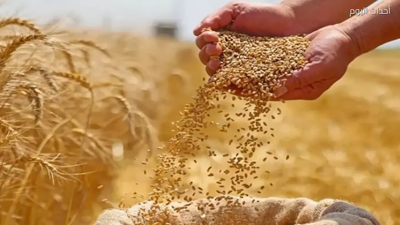 في ذكرى 30 يونيو: وزارة الزراعة تكشف عن تجاوز إنتاج القمح 10 ملايين طن