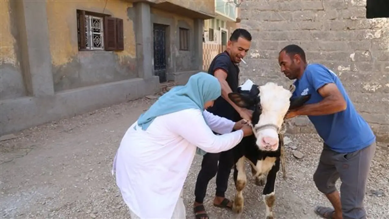 قافلة بيطرية شاملة في عزبة الهيشا بقرية منشأة الفيوم