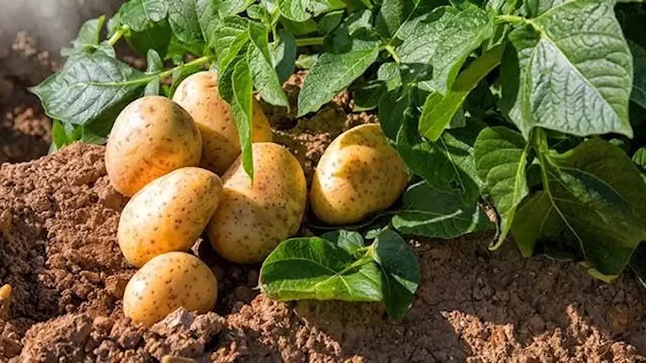 نقيب الفلاحين: الزراعة توجه بطرح البطاطس المخزنة في الأسواق قبل أكتوبر لمواجهة الاحتكار