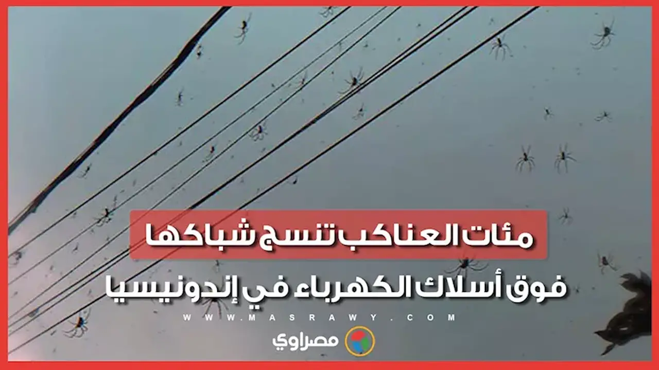 عناكب تنسج شباكها فوق أسلاك الكهرباء في إندونيسيا
