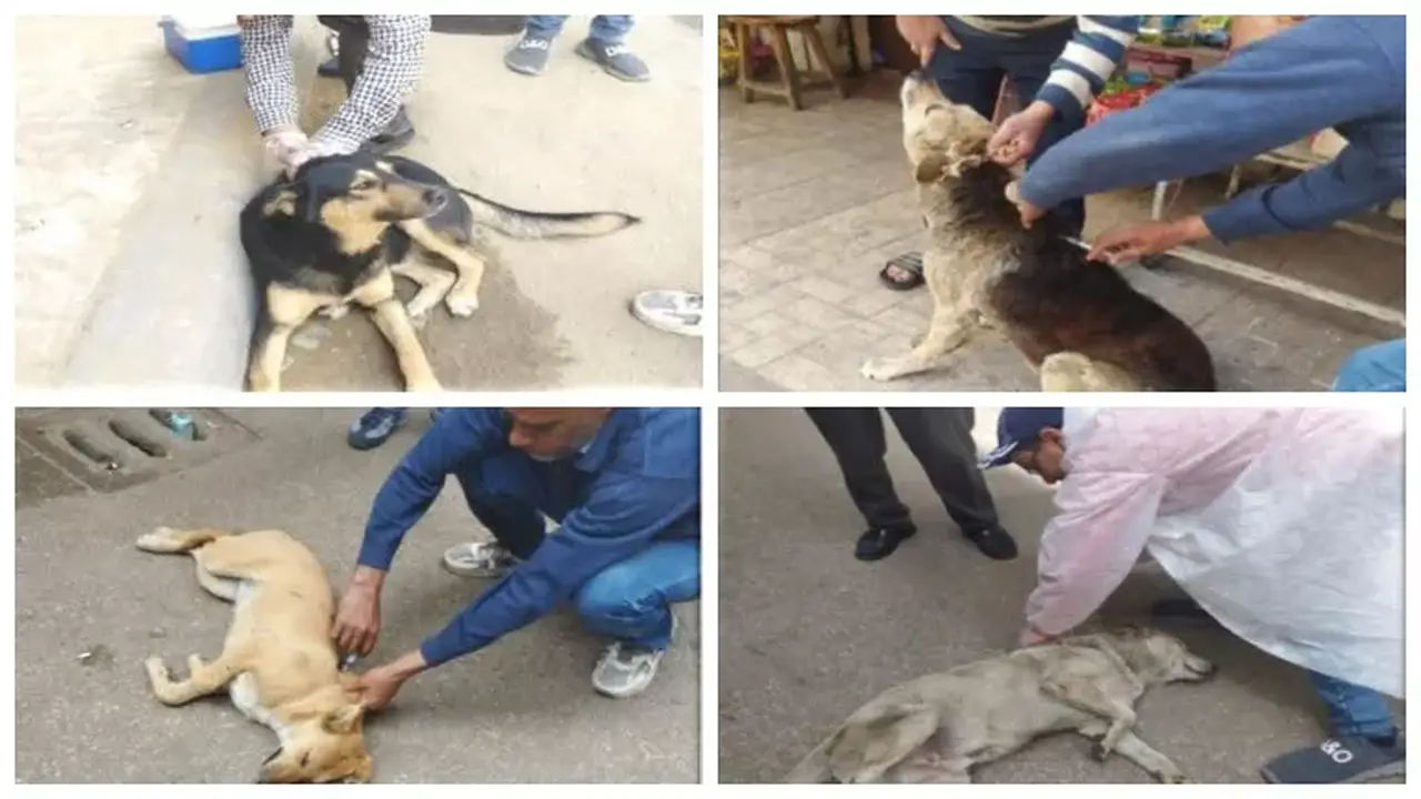 مصر تسعى لتحقيق هدف “خالية من السعار” عبر تحصين وتعقيم 99 كلبًا ضالًا بالإسكندرية