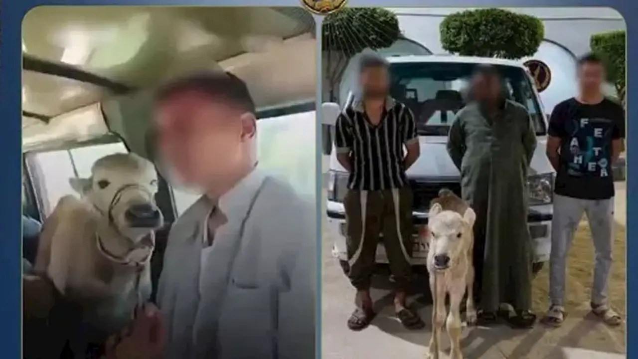 نقل بقرة داخل سيارة أجرة: ما هي العقوبات القانونية على السائق؟
