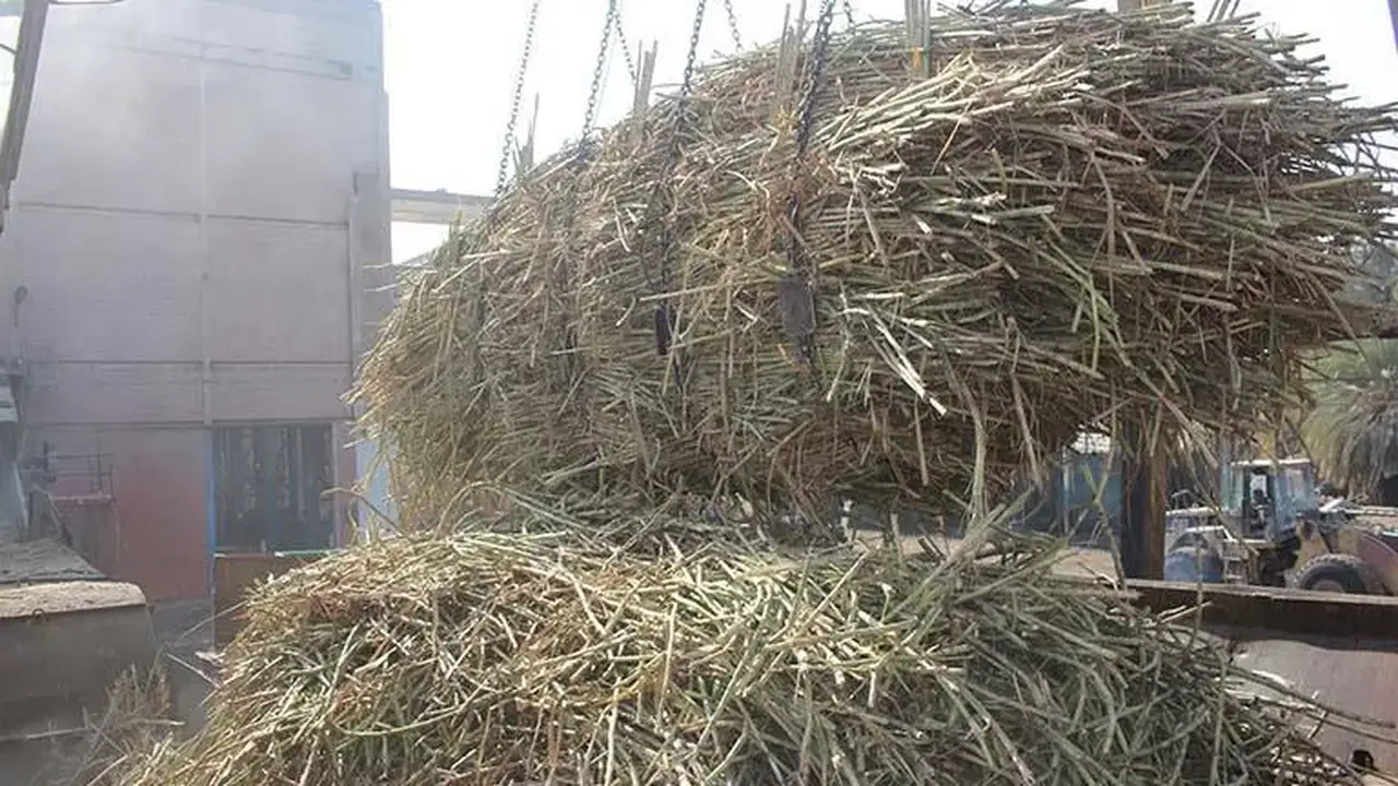 نقيب الفلاحين يطالب برفع سعر توريد القصب إلى 3000 جنيه للطن في الموسم الجديد