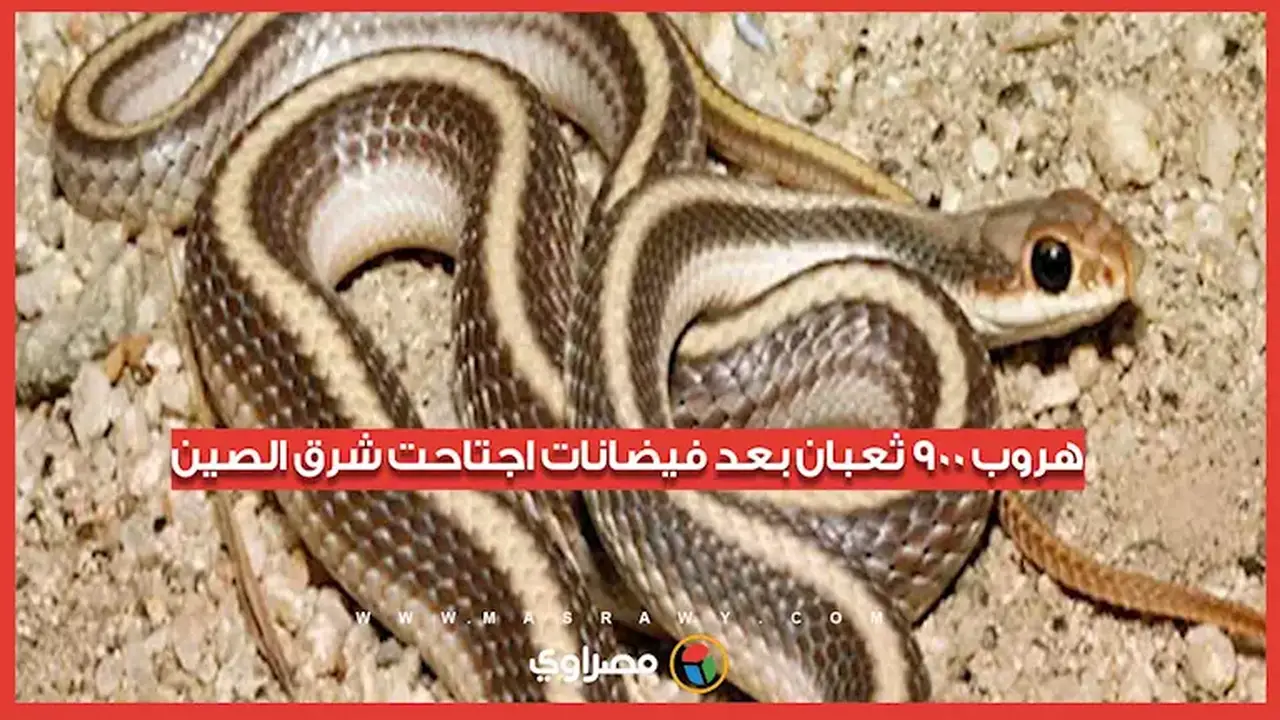 فيضانات شرق الصين تؤدي إلى هروب جماعي لـ900 ثعبان