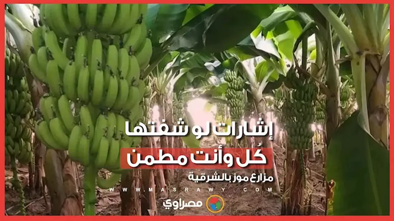 الحجم الكبير للموز: هل يدل على وجود هرمونات؟ مزارع بالشرقية يكشف الحقيقة