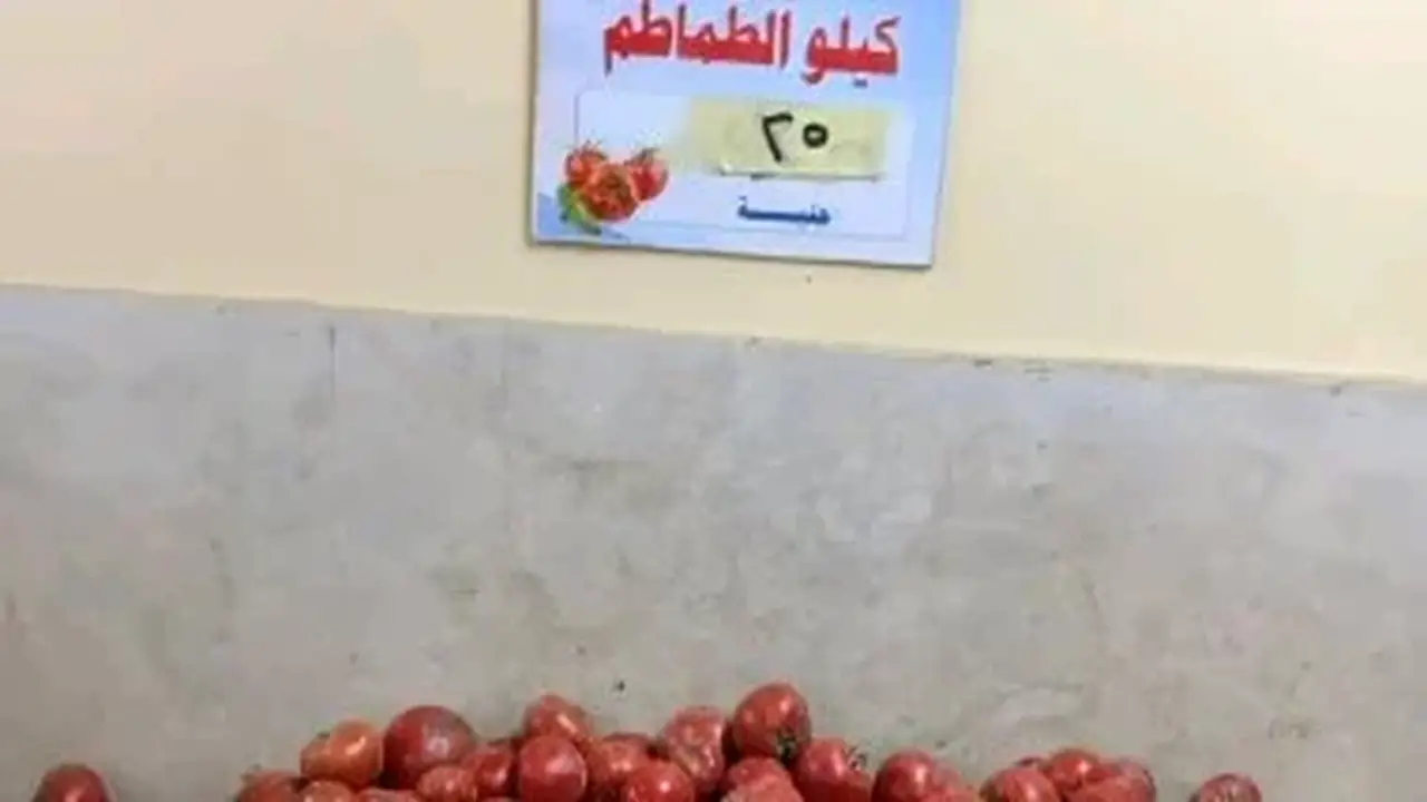 وزارة التموين تطرح الطماطم بسعر 23 جنيها للكيلو