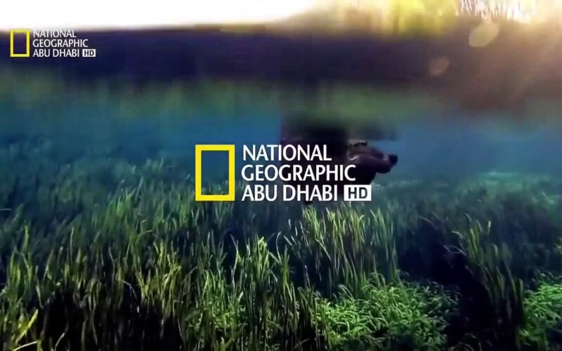 تردد قناة ناشيونال جيوغرافيكNational Geographic 2024 علي القمر الصناعي نايل سات وعرب سات بأعلي جودة HD