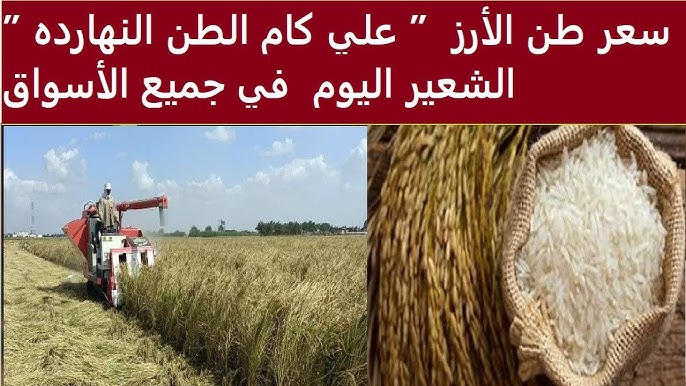 سعر طن الأرز الشعير اليوم الأربعاء 13 / 11 / 2024 الحبة العريضة والرفيعة في الأسواق