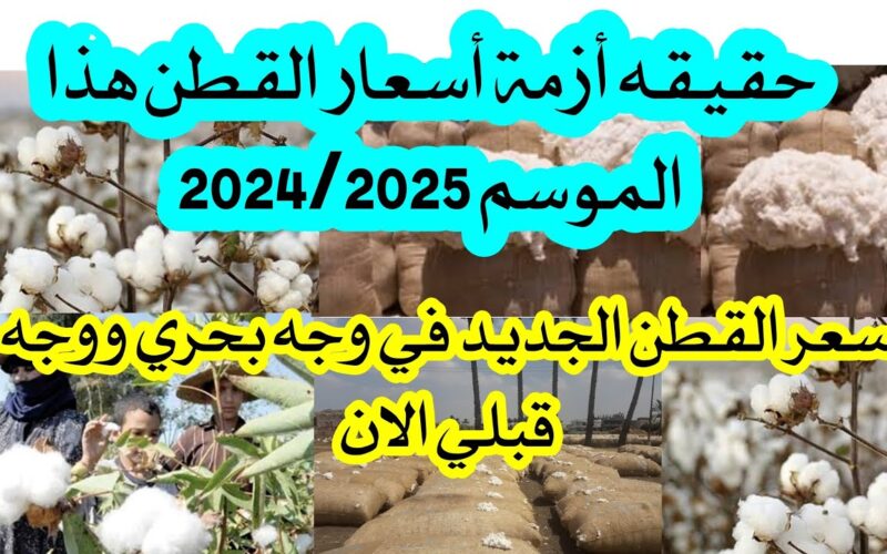 طويل التيلة بكام؟ .. سعر قنطار القطن اليوم الإثنين 25 نوفمبر 2024 للوجه البحري والقبلي