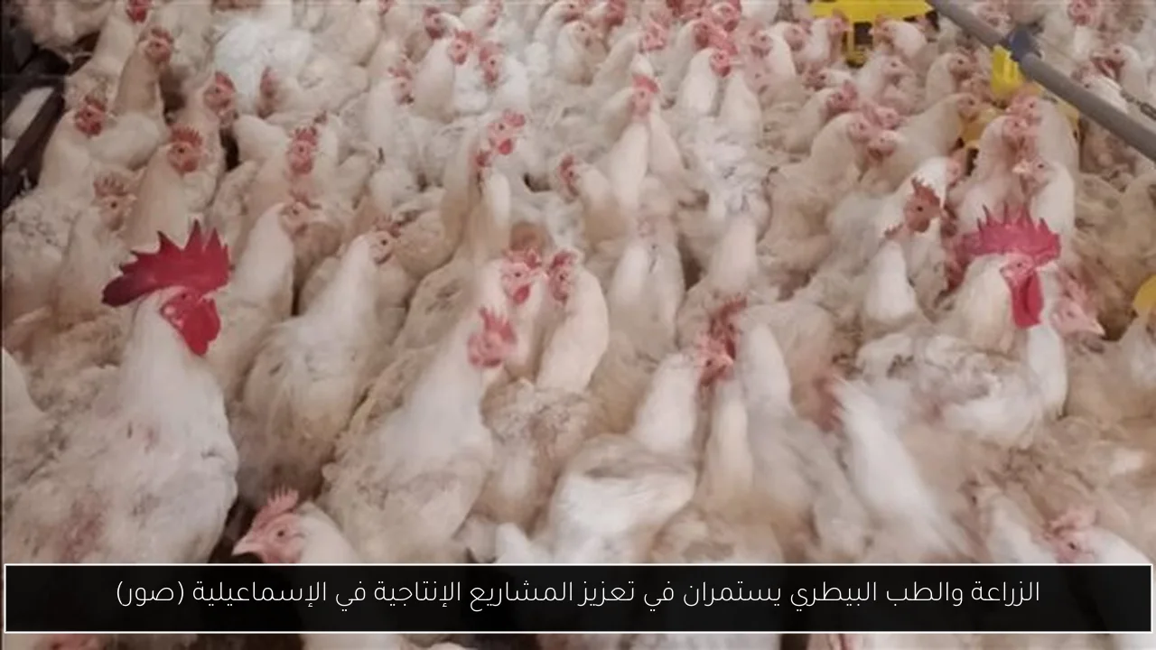 الزراعة والطب البيطري يستمران في تعزيز المشاريع الإنتاجية في الإسماعيلية (صور)