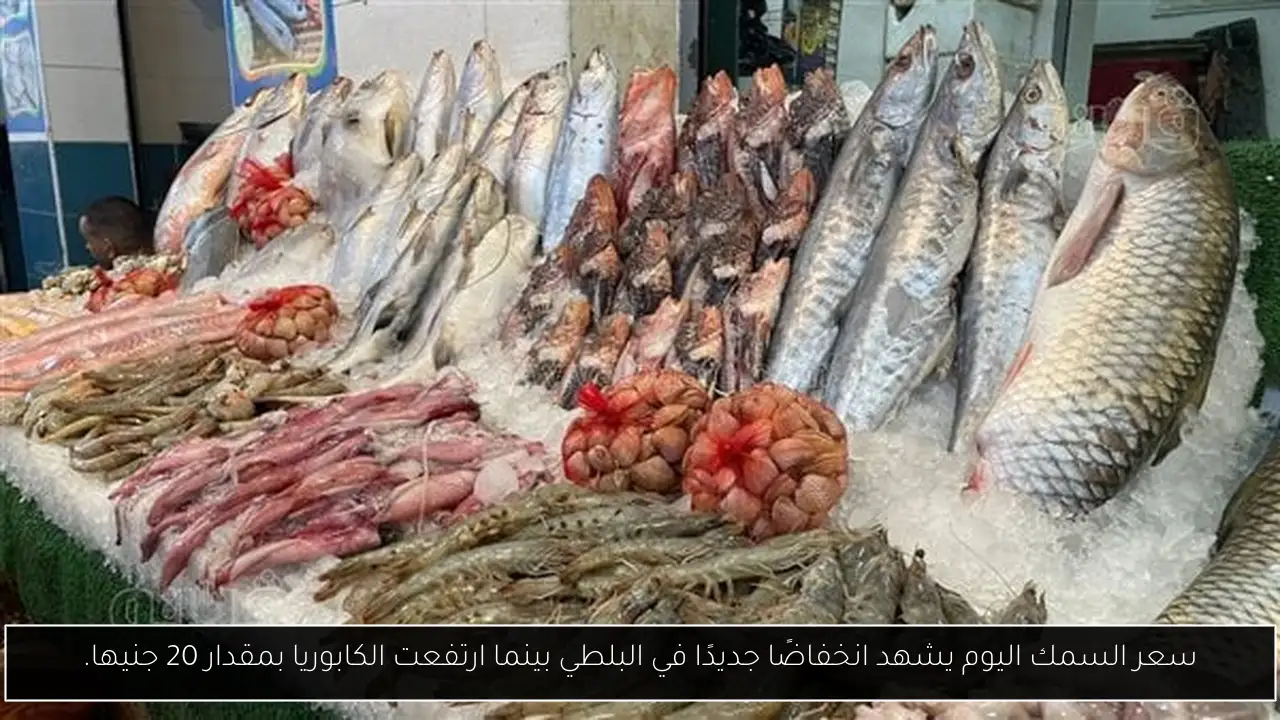 سعر السمك اليوم يشهد انخفاضًا جديدًا في البلطي بينما ارتفعت الكابوريا بمقدار 20 جنيها.