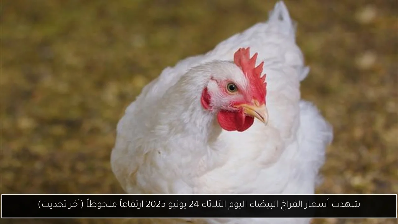 شهدت أسعار الفراخ البيضاء اليوم الثلاثاء 24 يونيو 2025 ارتفاعاً ملحوظاً (آخر تحديث)