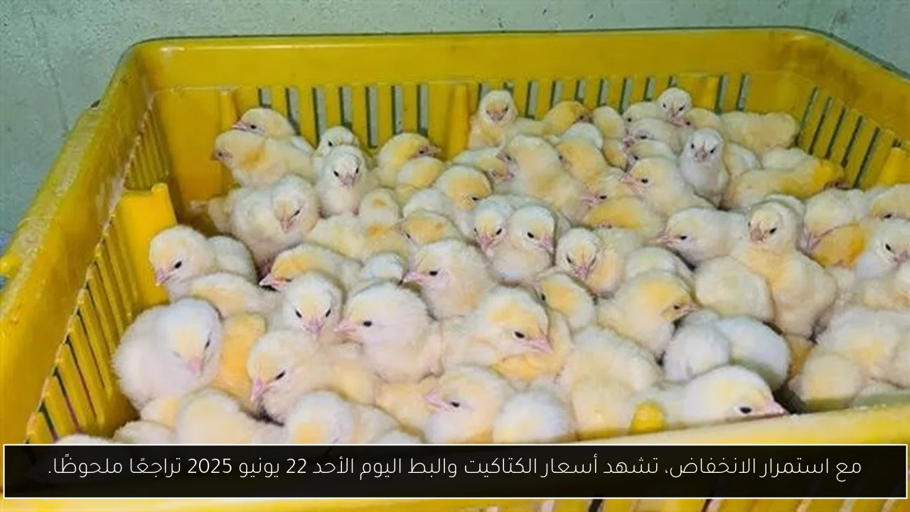 مع استمرار الانخفاض، تشهد أسعار الكتاكيت والبط اليوم الأحد 22 يونيو 2025 تراجعًا ملحوظًا.