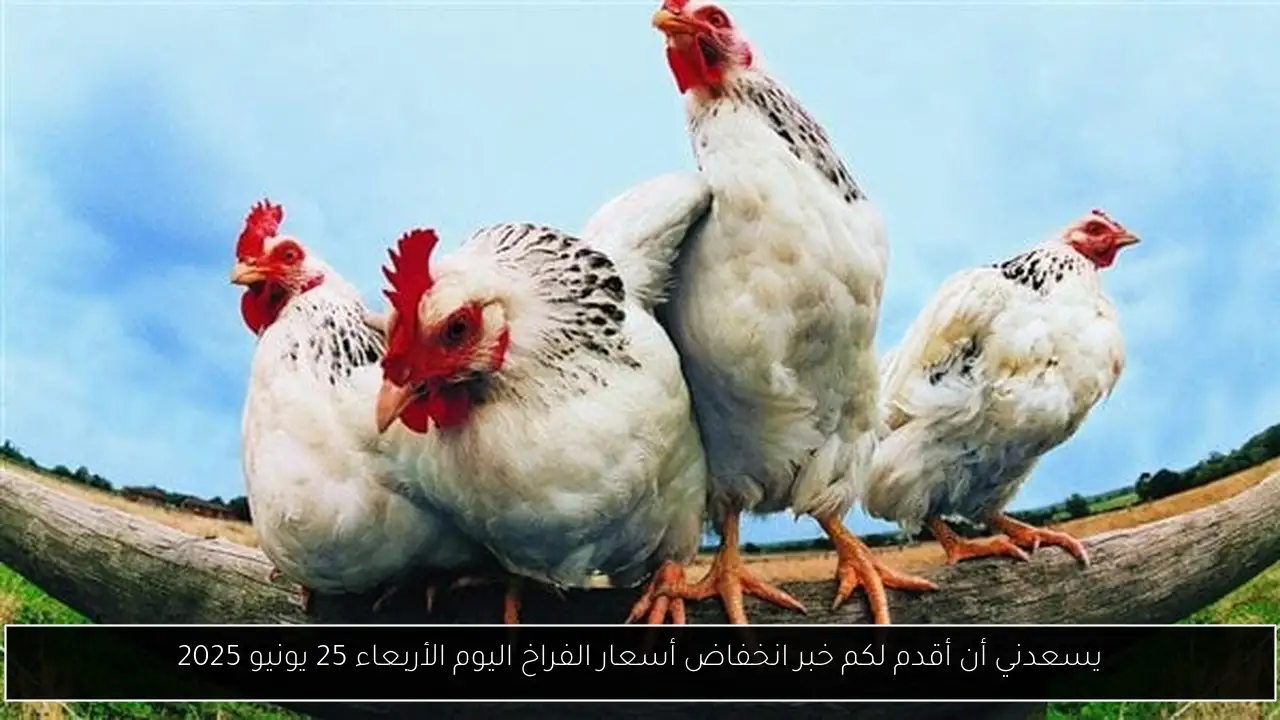 يسعدني أن أقدم لكم خبر انخفاض أسعار الفراخ اليوم الأربعاء 25 يونيو 2025