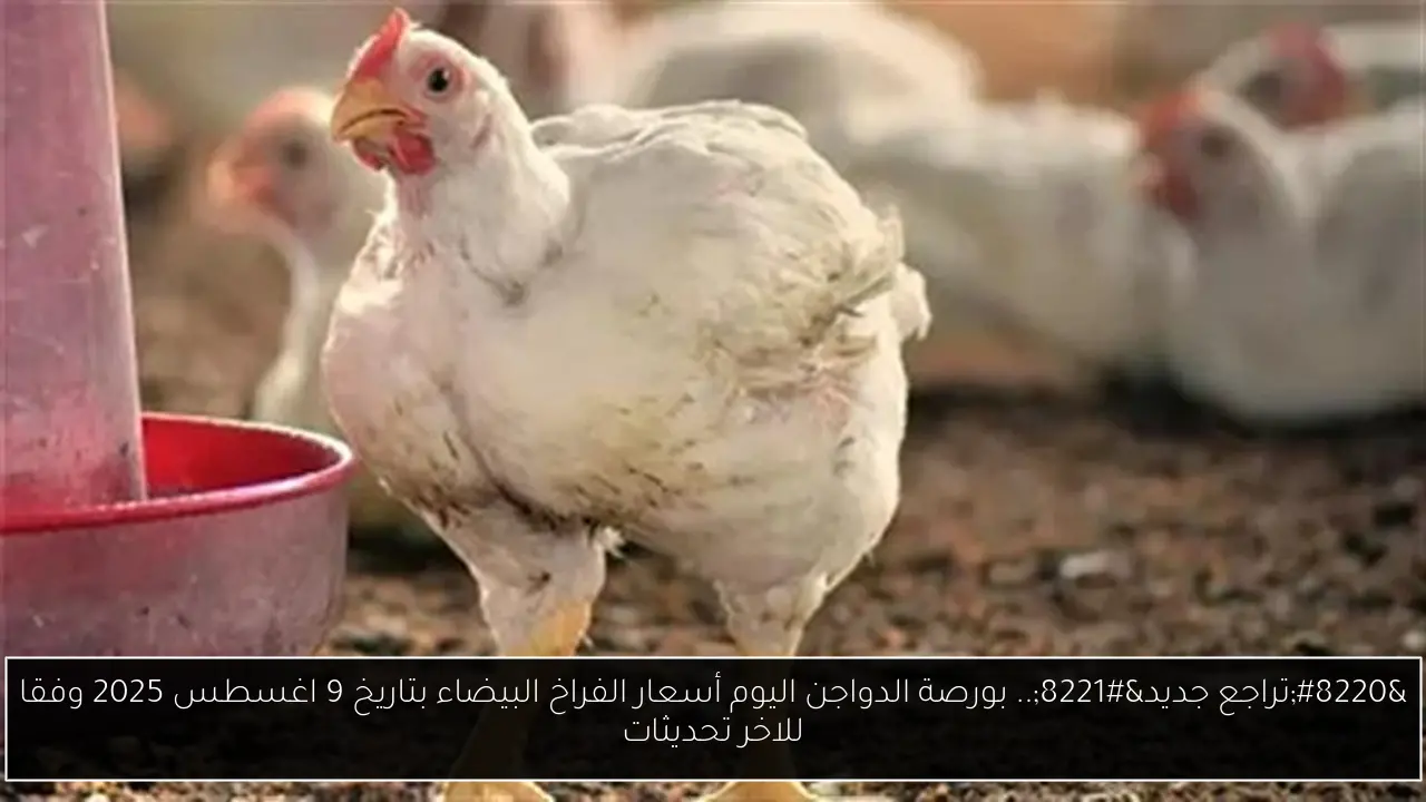 “تراجع جديد”.. بورصة الدواجن اليوم أسعار الفراخ البيضاء بتاريخ 9 اغسطس 2025 وفقا للاخر تحديثات