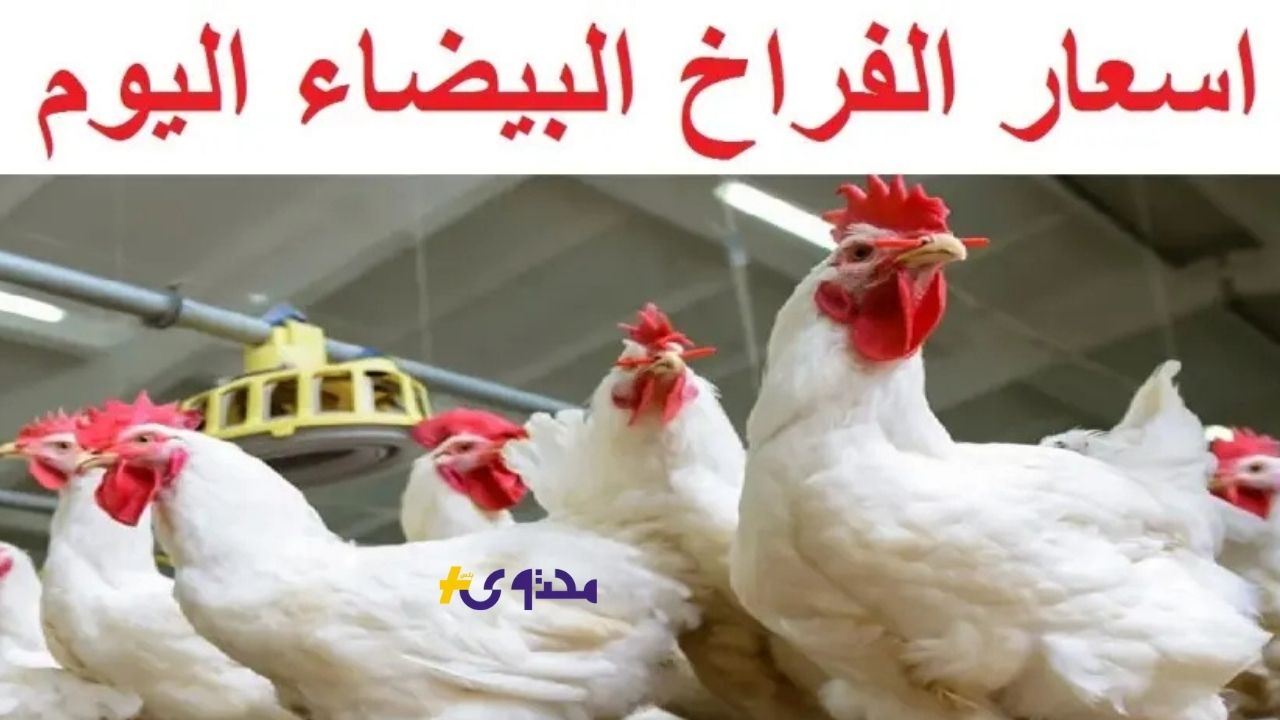 أسعار الفراخ البيضاء اليوم