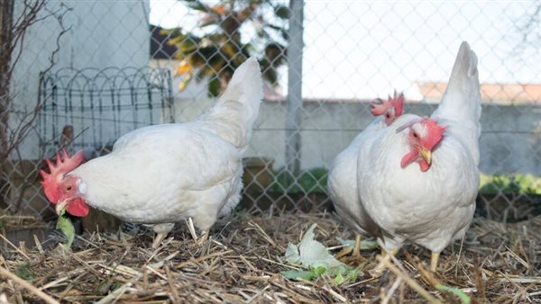 تراجع جديد في سعر كيلو الفراخ البيضاء اليوم