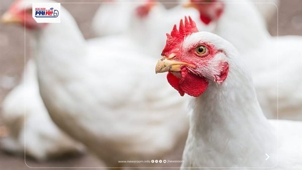 سعر كيلو الفراخ البيضاء اليوم الخميس من بورصة الدواجن