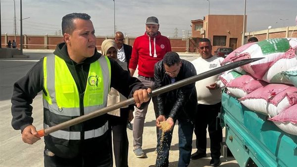 موسم حصاد القمح في السويس وتسهيلات للمزارعين